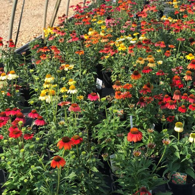 Picture of Echinacea 'Cheyenne Spirit' #4Q
