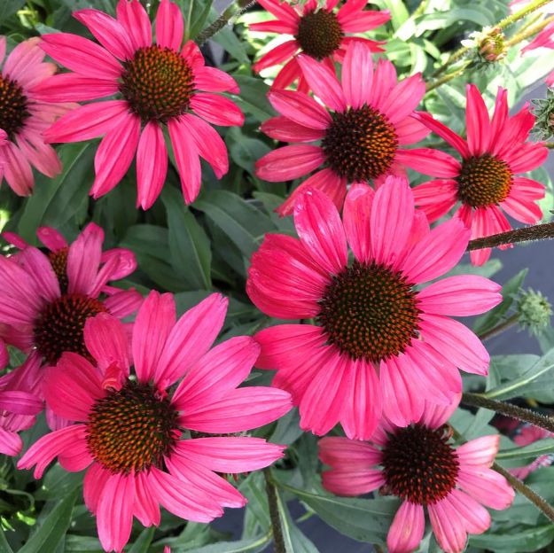 Picture of Echinacea 'Glowing Dream' PP24329 #4Q