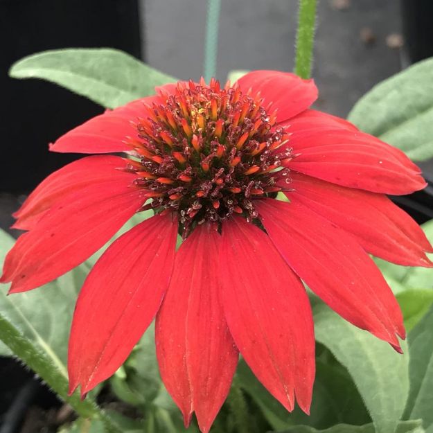 Picture of Echinacea SOMBRERO® Salsa Red PP23105 #4Q