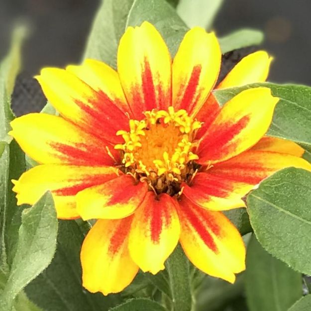 Picture of Zinnia Zahara® Sunburst 6 inch