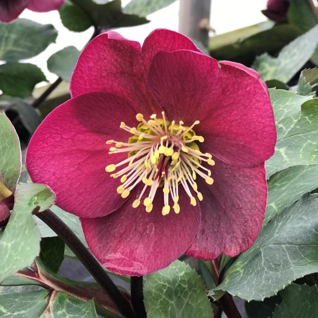 Picture of Helleborus 'Anna's Red' PP24720 #4Q