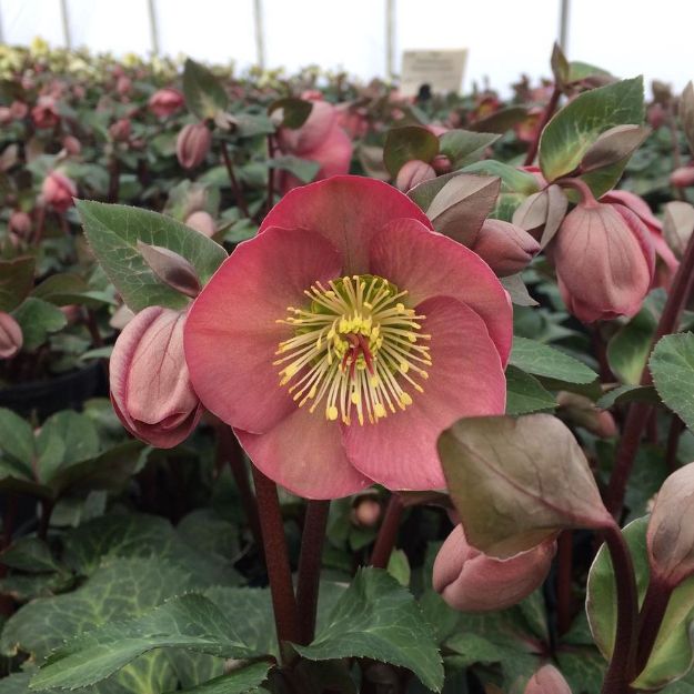 Picture of Helleborus 'Penny's Pink' PP24149 #4Q
