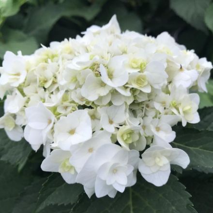 Show details for Hydrangea macrophylla Wedding Gown™ PP21052 #3 Picture of Hydrangea macrophylla Wedding Gown™ PP21052 #3