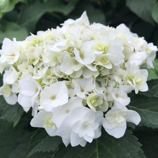 Picture of Hydrangea macrophylla Wedding Gown™ PP21052 #3