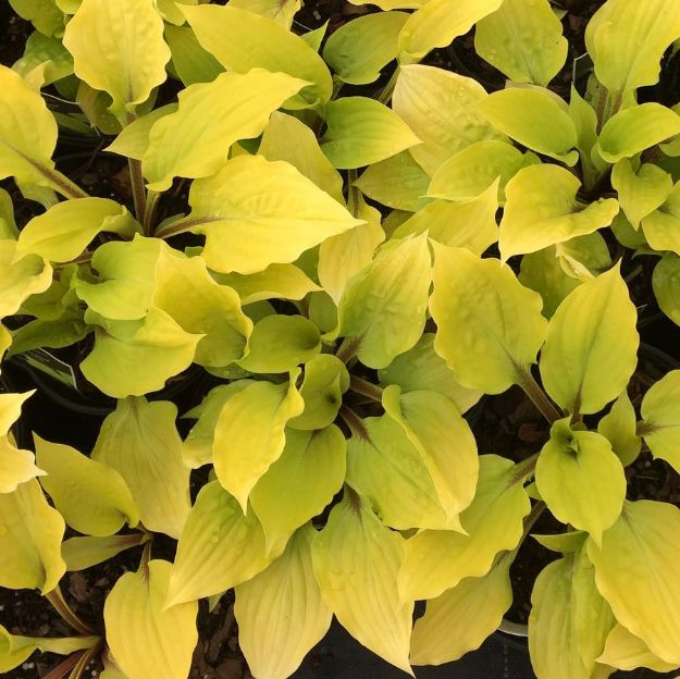 Picture of Hosta 'Fire Island' #4Q