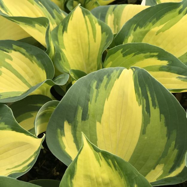 Picture of Hosta 'Great Expectations' #4Q