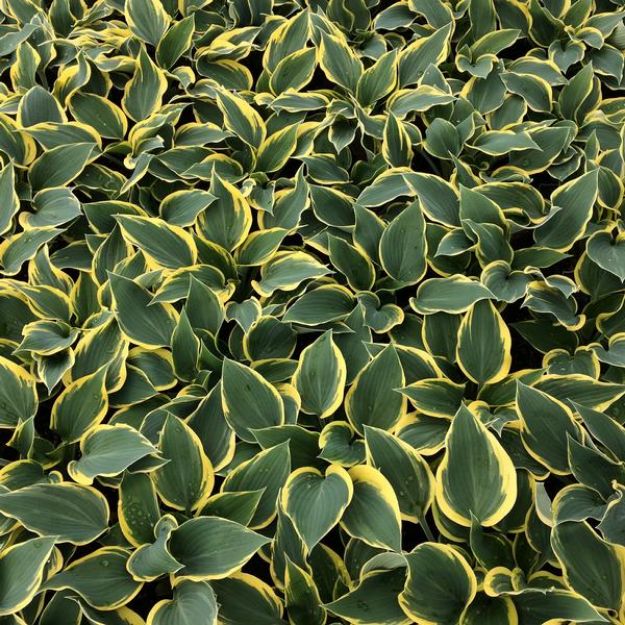 Picture of Hosta 'First Frost' #4Q