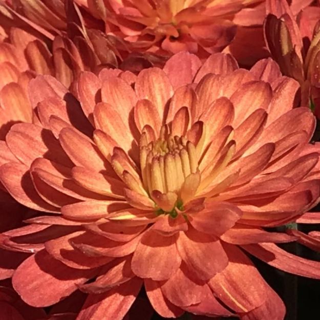 Picture of Chrysanthemum Jacqueline Orange Fusion 6 inch