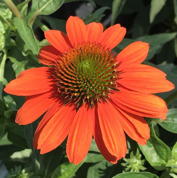 Picture of Echinacea SOMBRERO® Adobe Orange PP26639 #4Q
