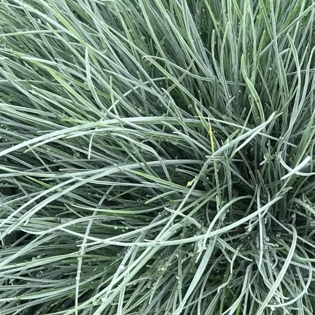 Picture of Festuca glauca Beyond Blue™ PP23307 #4Q