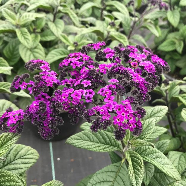 Picture of Heliotrope 'Marine' 10 Inch