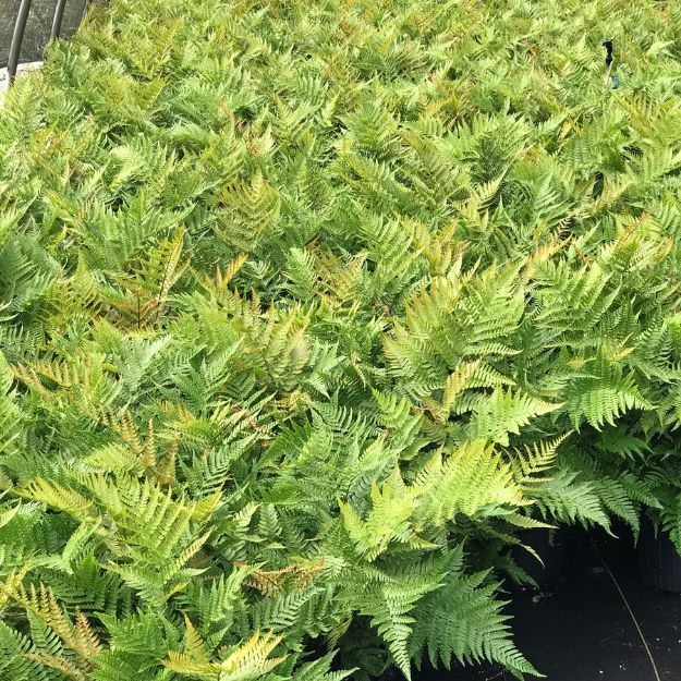 Picture of Dryopteris erythrosora 'Brilliance' #4Q