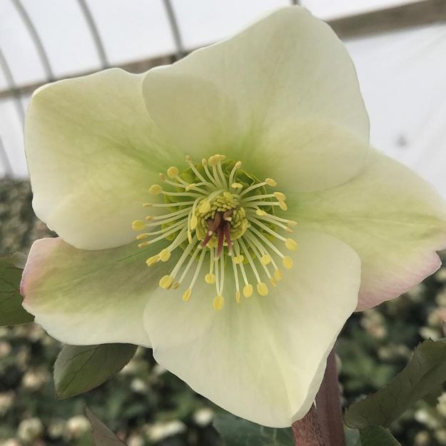 Picture of Helleborus 'Molly's White' PP25685 #4Q