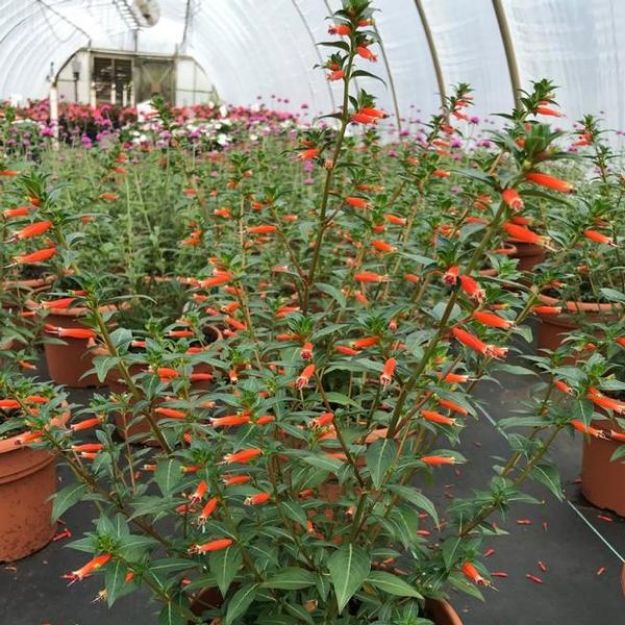 Picture of Cuphea Vermillionaire® 10 Inch