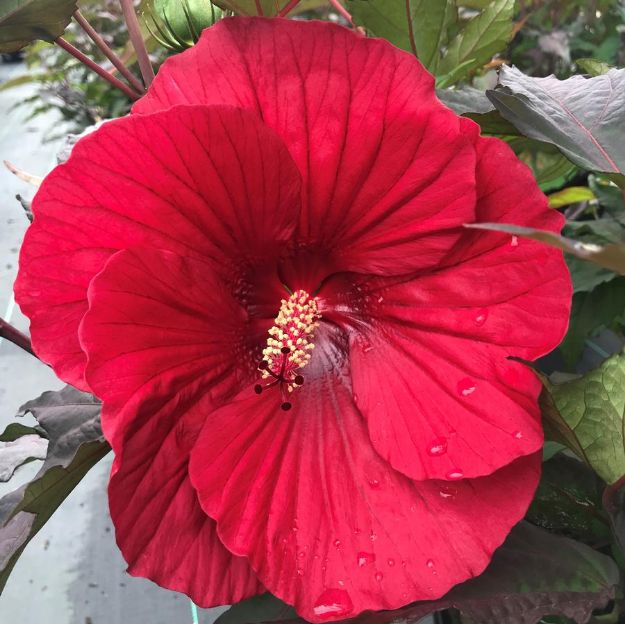 Picture of Hibiscus 'Midnight Marvel' PP24079 #3