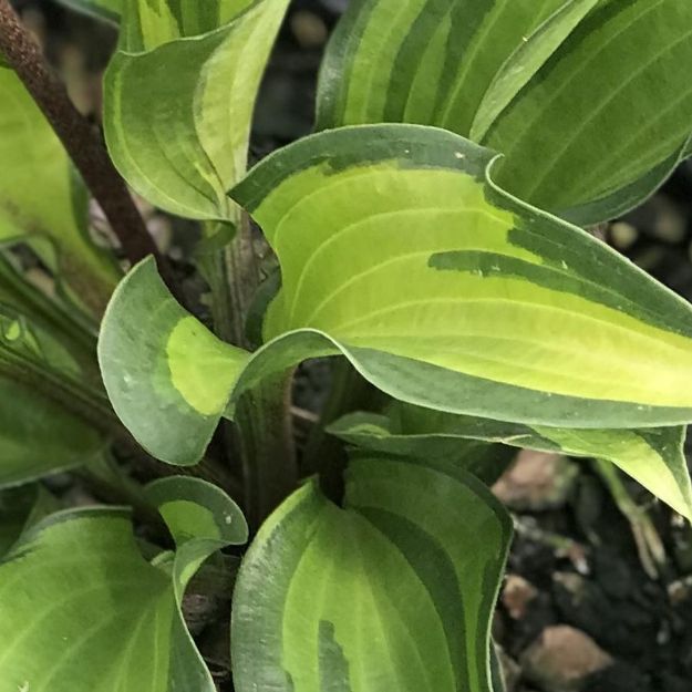 Picture of Hosta 'Island Breeze' #4Q