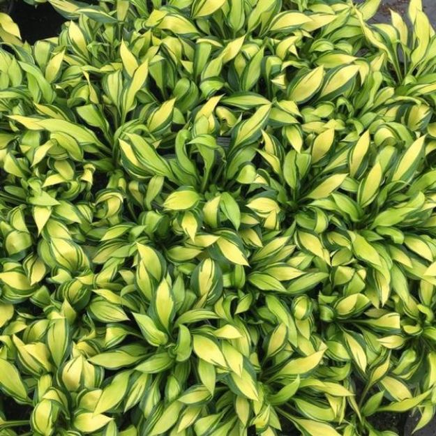 Picture of Hosta 'Rainbow's End' #4Q