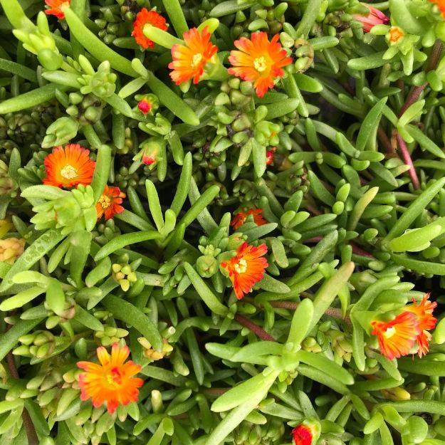Picture of Delosperma Wheels of Wonder™ Fire Wonder PP25645 #4Q