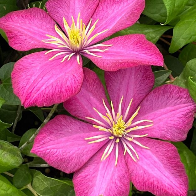Picture of Clematis 'Ville de Lyon' #4Q