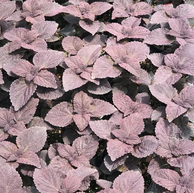 Picture of Coleus 'Dark Star' 4.5" (10/flat)