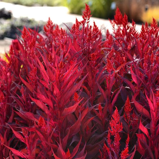 Picture of Celosia 'Dragon's Breath' 6 inch