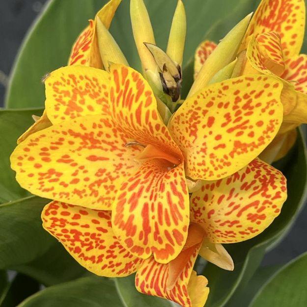Picture of Canna 'Tenerife' #4Q
