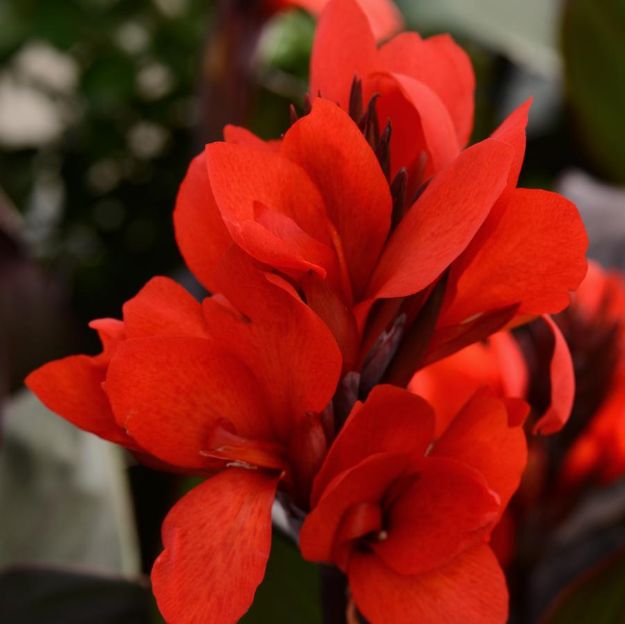 Picture of Canna Cannova® Bronze Scarlet #4Q