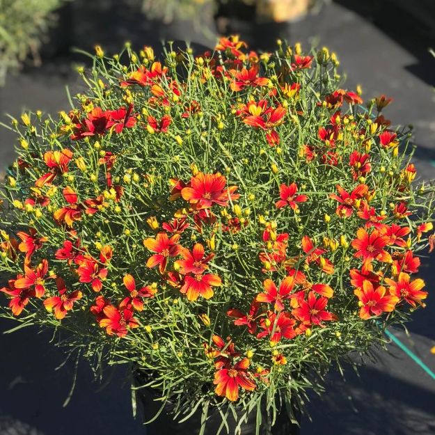 Picture of Coreopsis 'Lightning Bug' PP27361 #4Q