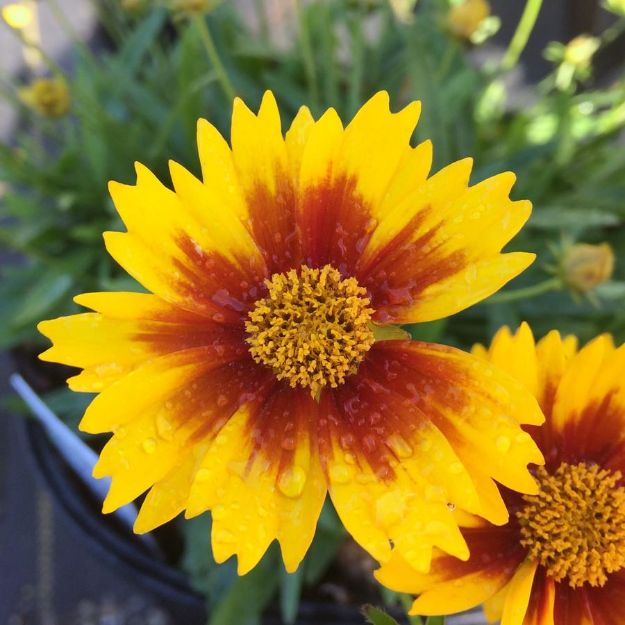 Picture of Coreopsis Li'l Bang™ 'Daybreak' PP27138 #4Q