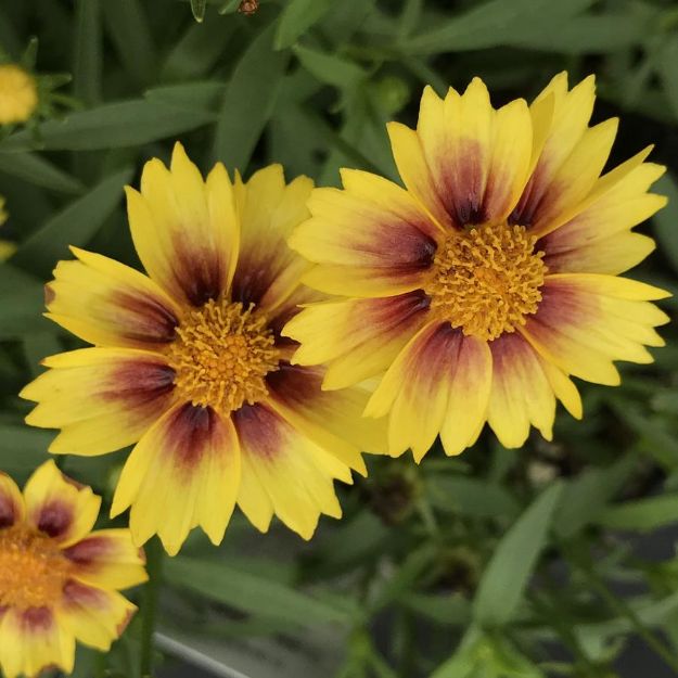 Picture of Coreopsis Li'l Bang™ 'Enchanted Eve' PP27857 #4Q