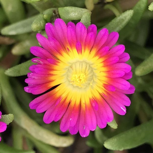Picture of Delosperma Wheels of Wonder™ Hot Pink Wonder PP26157 #4Q