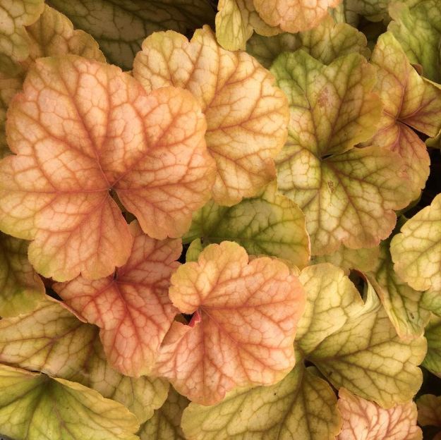 Picture of Heuchera 'Champagne' PP27567 #4Q