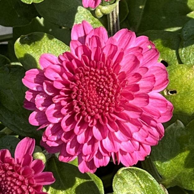 Picture of Chrysanthemum Gigi Dark Pink 6 inch