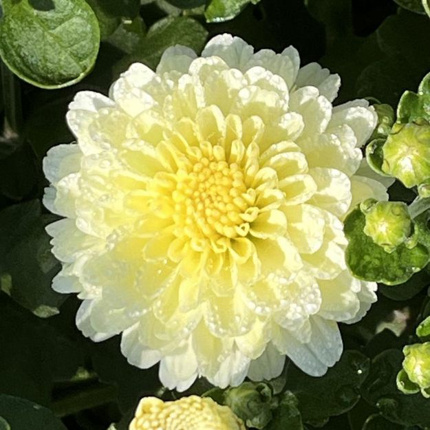 Picture of Chrysanthemum Gigi Snow 6 inch