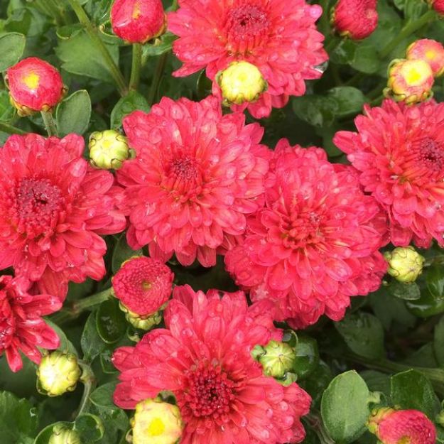 Picture of Chrysanthemum Gigi Coral 6 inch