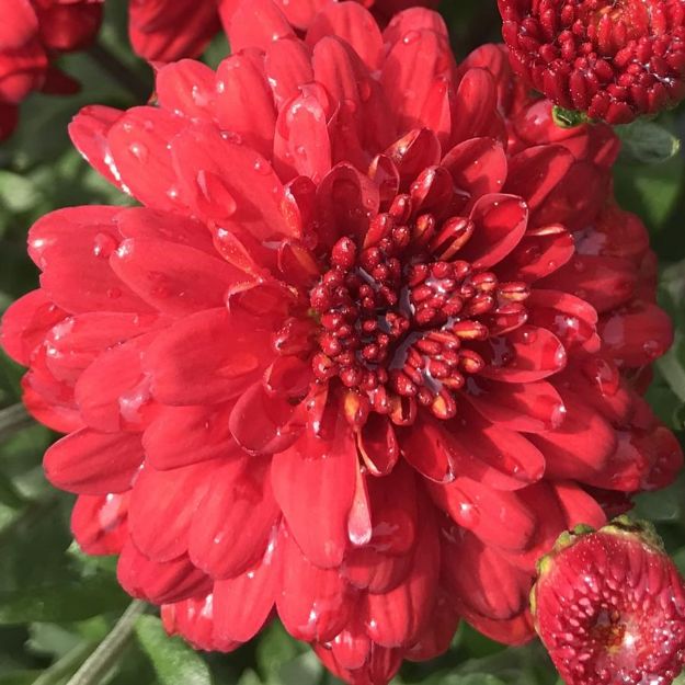 Picture of Chrysanthemum Hestia Hot Red 6 inch