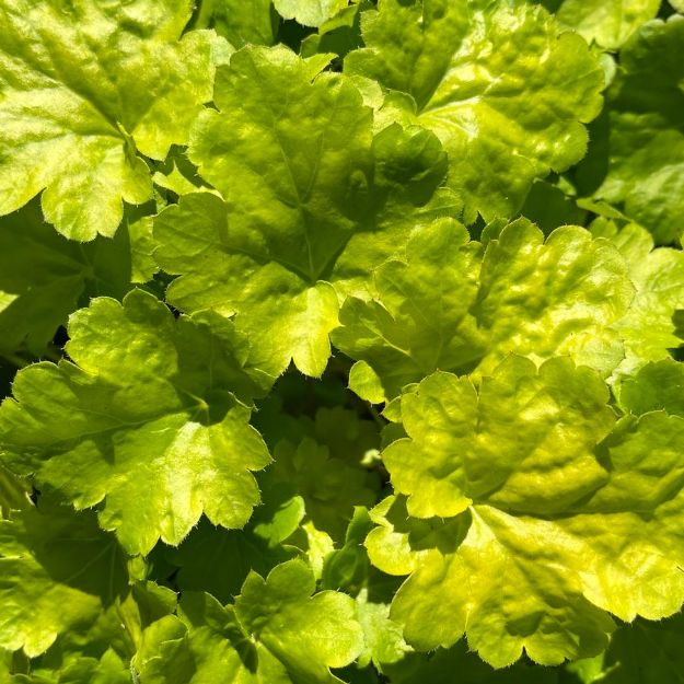 Picture of Heuchera 'Sweet Tart' PP24573 #4Q