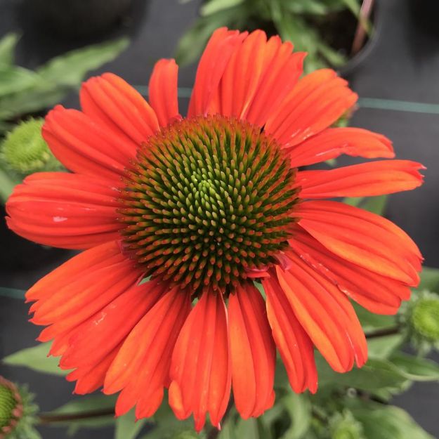 Picture of Echinacea Kismet® Intense Orange PP28769 #4Q