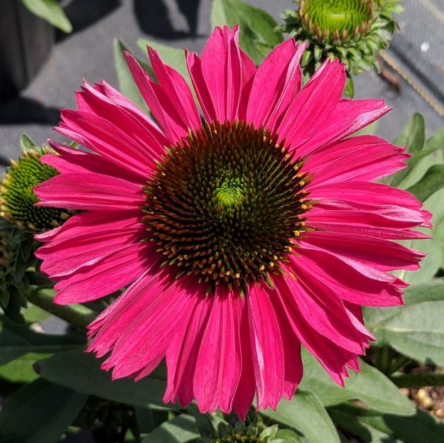 Picture of Echinacea Kismet® Raspberry PP28768 #4Q