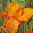 Picture of Canna 'Pretoria' #4Q
