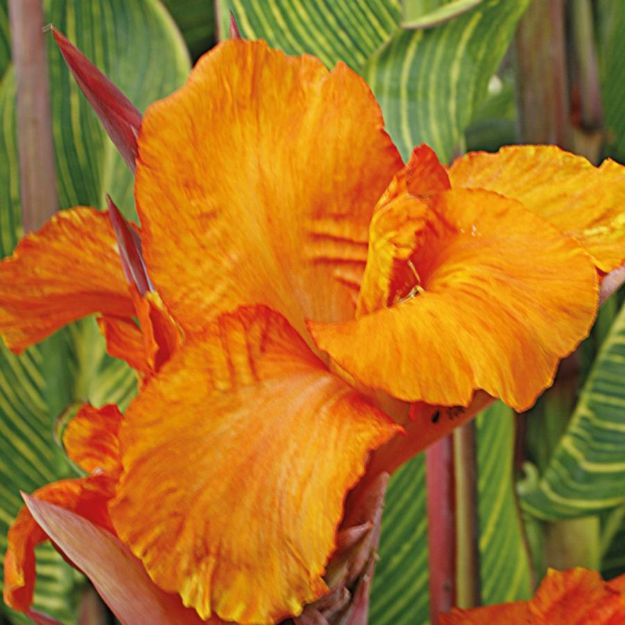 Picture of Canna 'Pretoria' #4Q