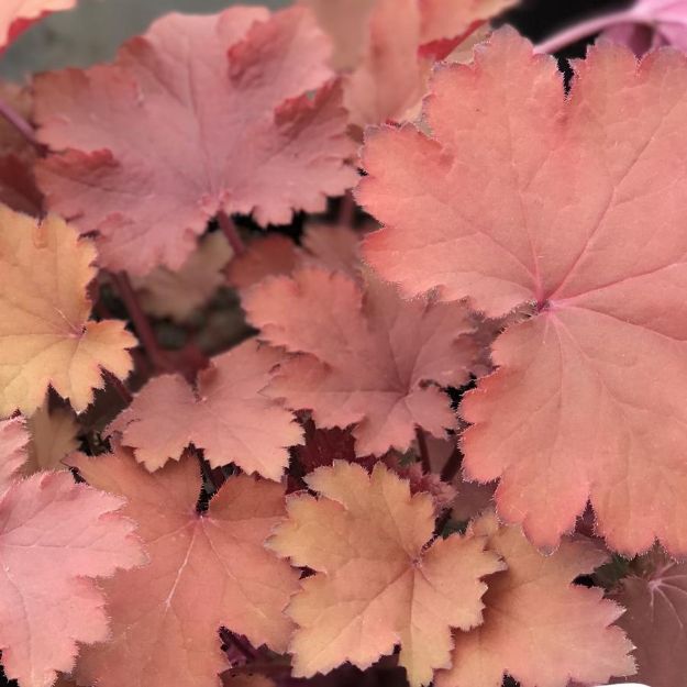 Picture of Heuchera 'Magma' PP29116 #4Q