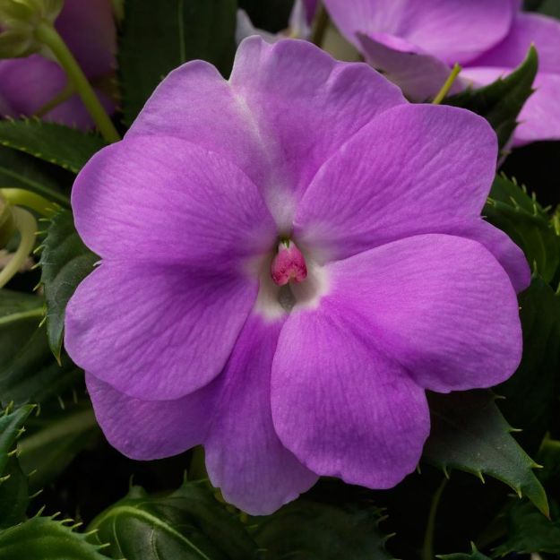 Picture of Impatiens Sunpatiens® Compact Orchid Blush PP28417 6 inch
