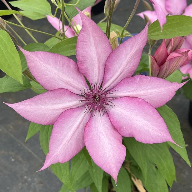 Picture of Clematis Giselle™ PP27280 #4Q