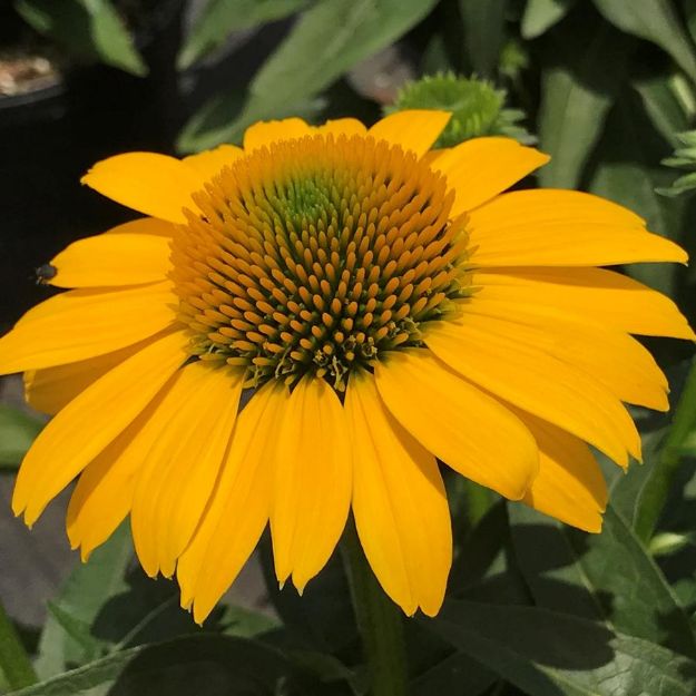Picture of Echinacea SOMBRERO® Lemon Yellow Improved PP30116 #4Q
