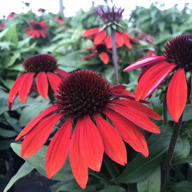 Picture of Echinacea SOMBRERO® Sangrita PP30138 #4Q