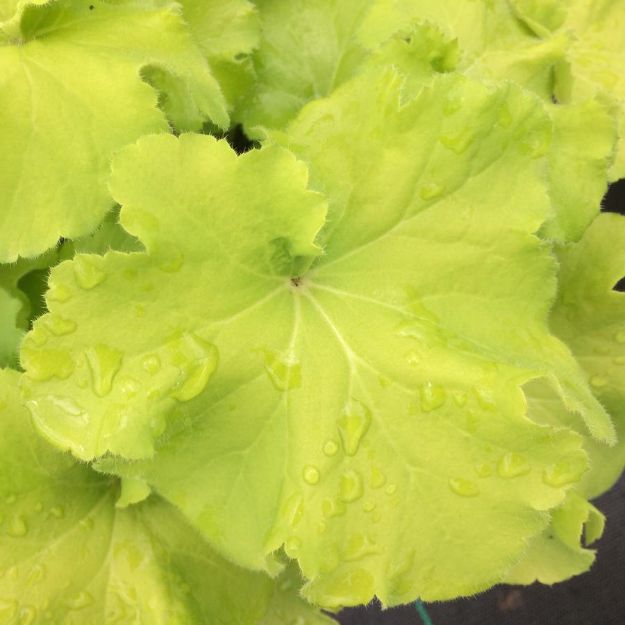 Picture of Heuchera 'Guacamole' PP28463 #4Q