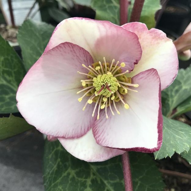 Picture of Helleborus 'Glenda's Gloss' PP28008 #4Q