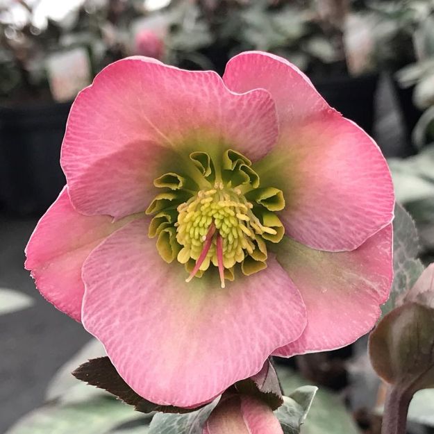 Picture of Helleborus 'Dorothy's Dawn' PP28010 #4Q