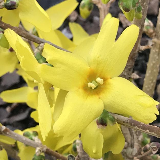 Picture of Forsythia x intermedia Magical® Gold #3